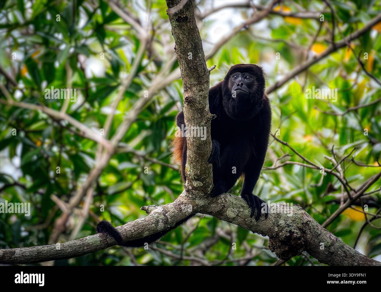 Bemantelter Brüllaffen, der auf einem Baumzweig im Regenwald von Costa Rica thront, warmer Ausdruck vor üppig grünem Dschungelhintergrund. Stockfoto