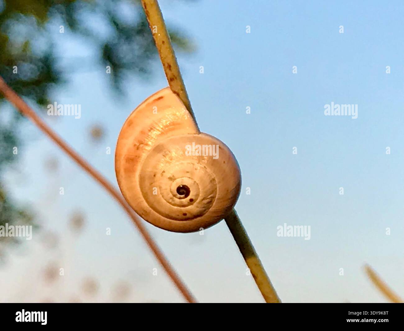 Eine zarte Nahaufnahme einer kleinen Schnecke, die auf einem trockenen Grasblatt im warmen Abendlicht mit einem weichen blauen Himmel im Hintergrund ruht. Stockfoto