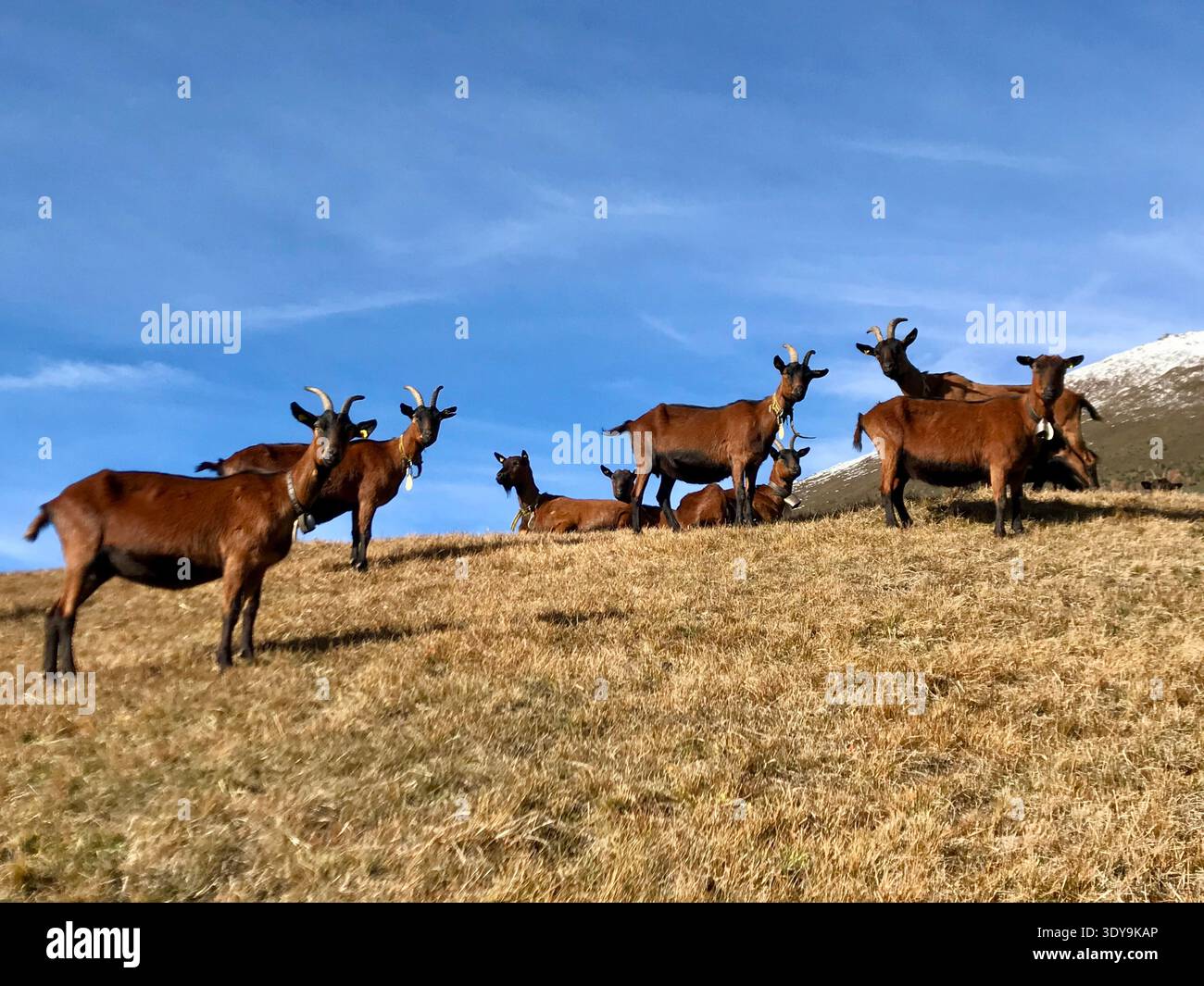 Eine Gruppe neugieriger brauner Ziegen steht zusammen auf einer üppigen Schweizer Almweide und blickt alle direkt in die Kamera. Stockfoto