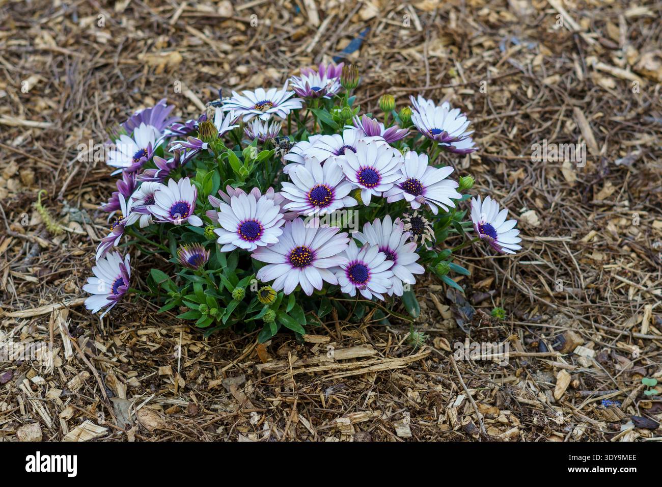 Dimorphotheca ecklonis, auch bekannt als dimorphotheca ecklonis, dimorphotheca ecklonis oder Cape Gänseblümchen, Cape Ringelblume, ist eine Zierpflanze Stockfoto