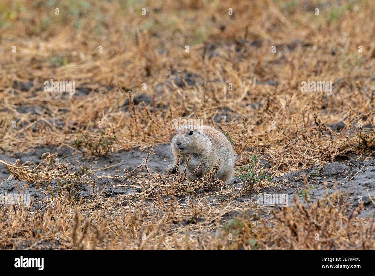 Ein Präriehund sitzt zwischen trockenem Präriegas und knabbert in seinem natürlichen Grasslands-Nationalpark an Vegetation. Stockfoto