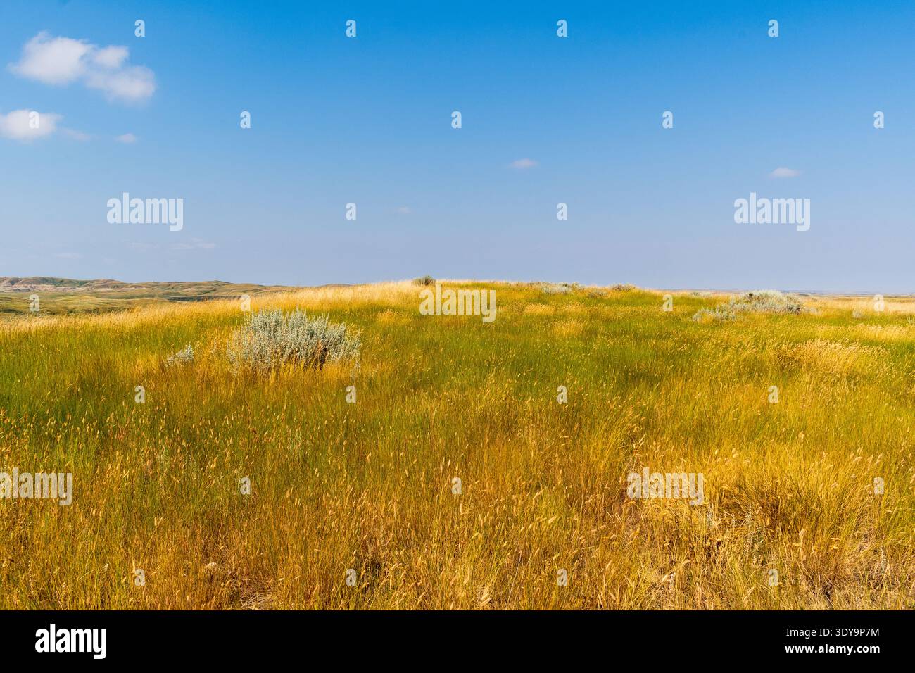 Hohe Gräser führen in die weit entfernten Badlands des Grasslands National Park, wo erodierte Schichten und Grate einen eindrucksvollen Kontrast zum Himmel bilden. Stockfoto