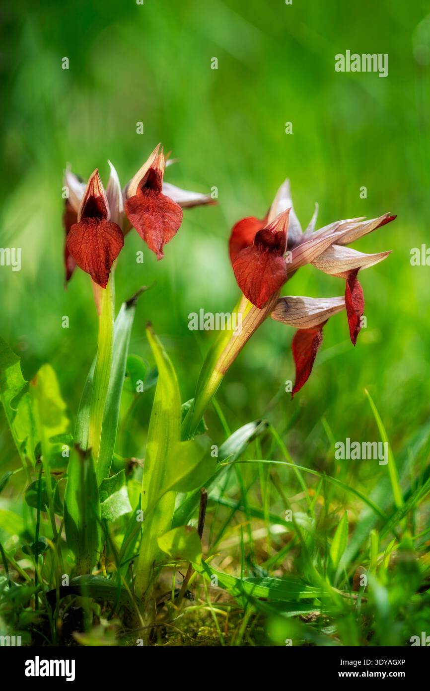 Rote Rosenblüte, herzlippige Zungenorchidee (Serapias cordigera). Sardinien, Italien. Stockfoto