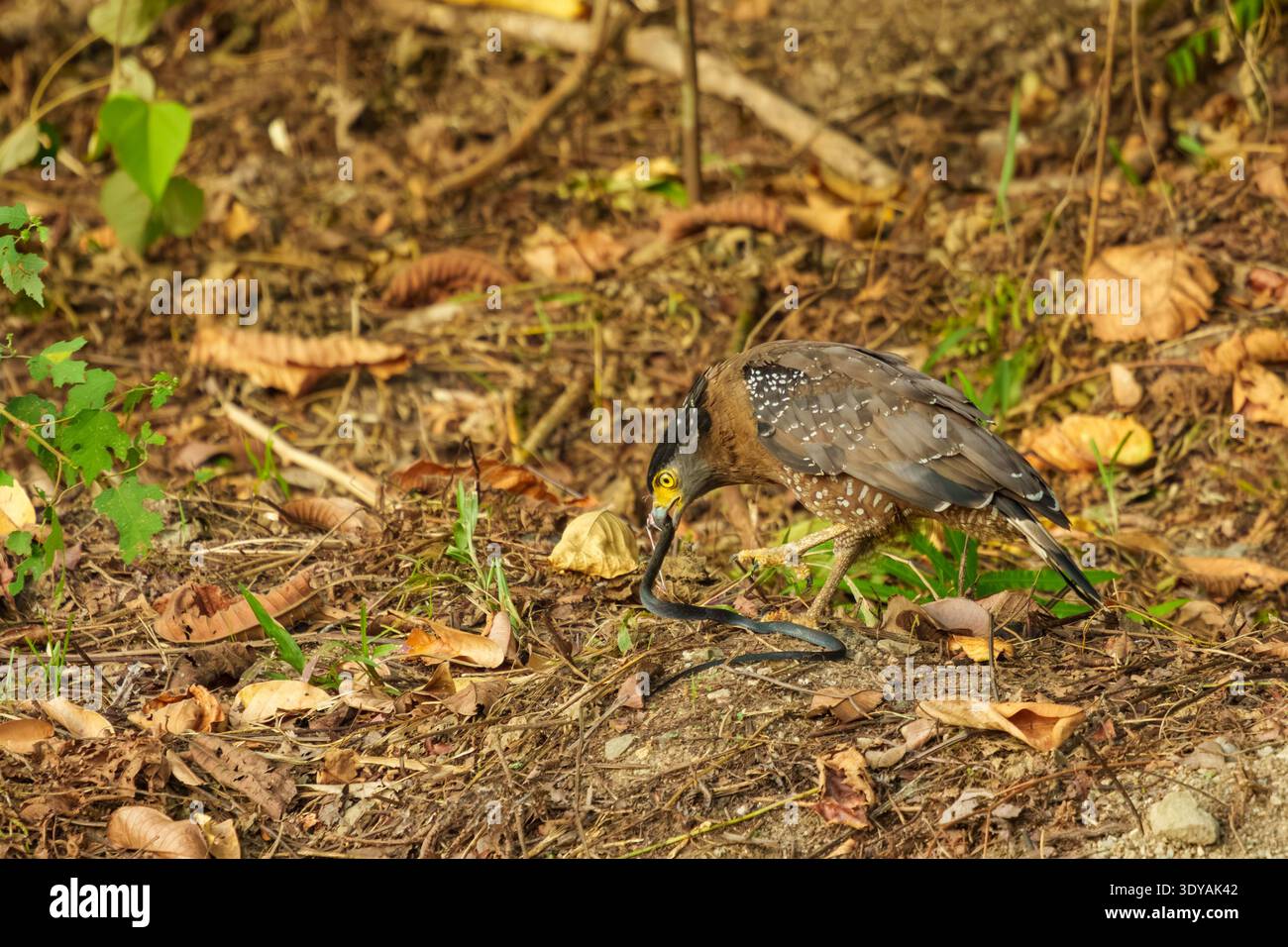 Schlangenadler, der sich von einer kleinen Schlange auf Blattstreu auf dem Waldboden in Borneo, Malaysia ernährt. Stockfoto