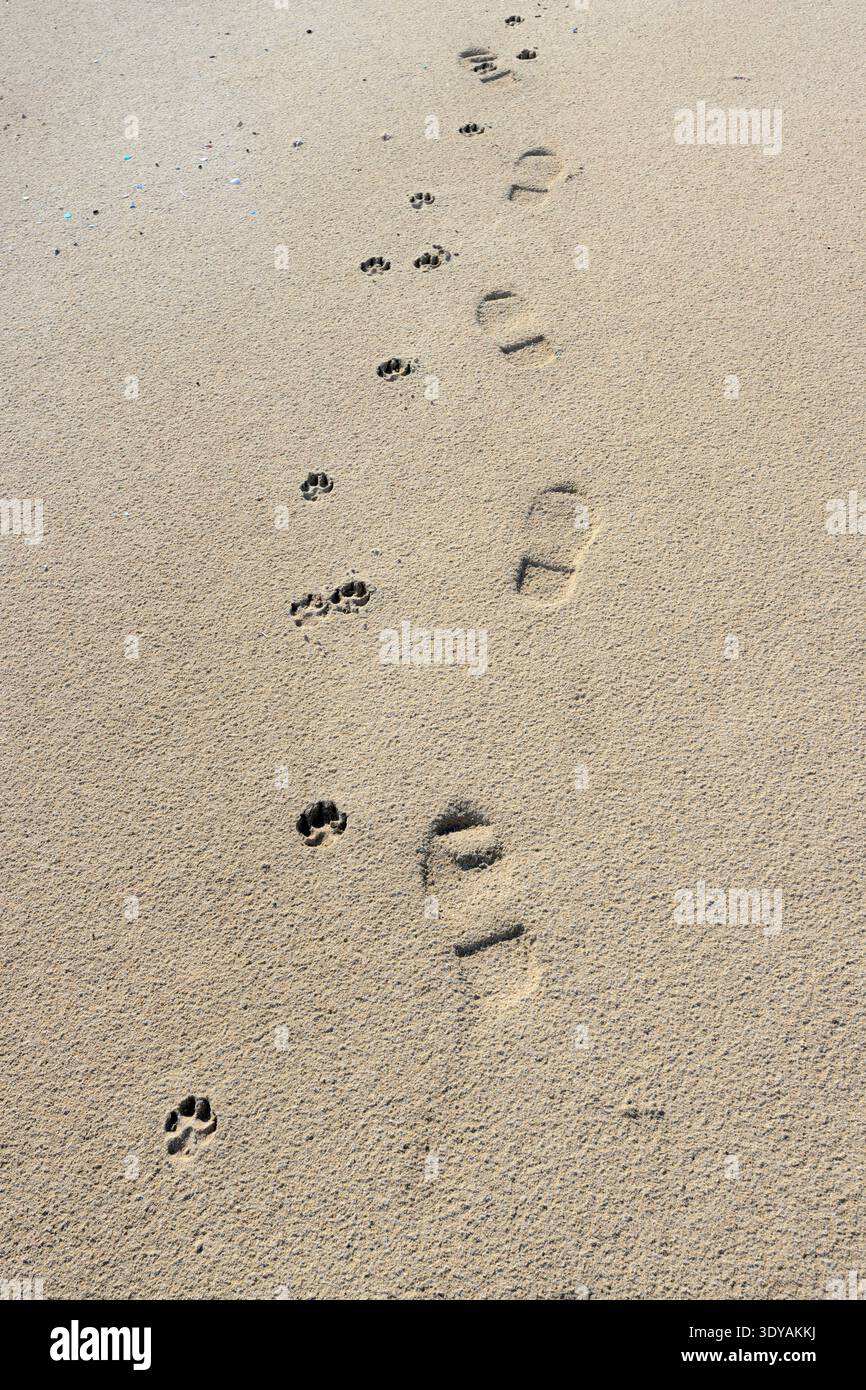 Fußspuren im Sand von einem Mann, der mit seinem Hund unterwegs ist. Stockfoto