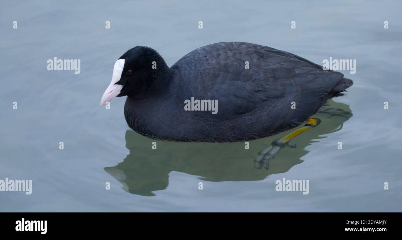 Schwimmen Sie in klarem Wasser in der Nähe der Küste während der frühen Morgenstunden in einer natürlichen Umgebung Stockfoto