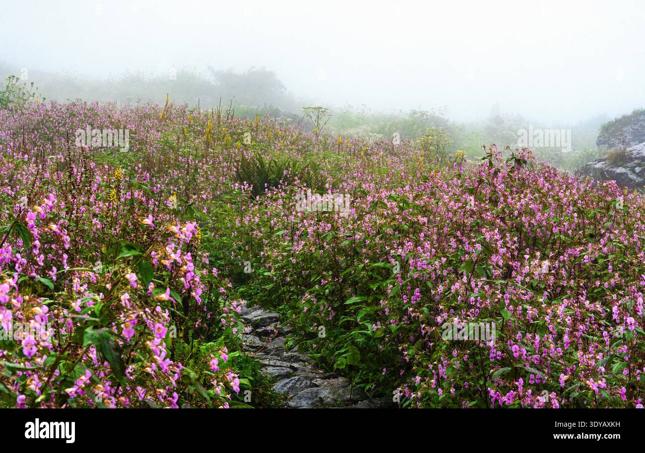 Wanderweg durch blühende Wildblumen im Valley of Flowers National Park, Uttarakhand, Indien Stockfoto