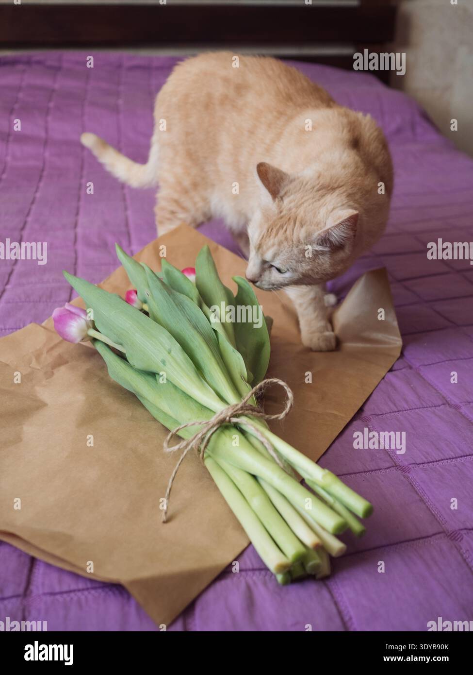 Beige Tabby Cat Sniffing Lila Tulpenstrauß auf Bett mit lila Decke, vertikales Porträt Stockfoto