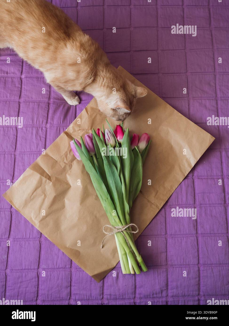Beige Tabby Katze schnüffelnd Lila Tulpenstrauß auf braunem Papier auf Bett mit lila Decke, vertikale flache Lage Stockfoto