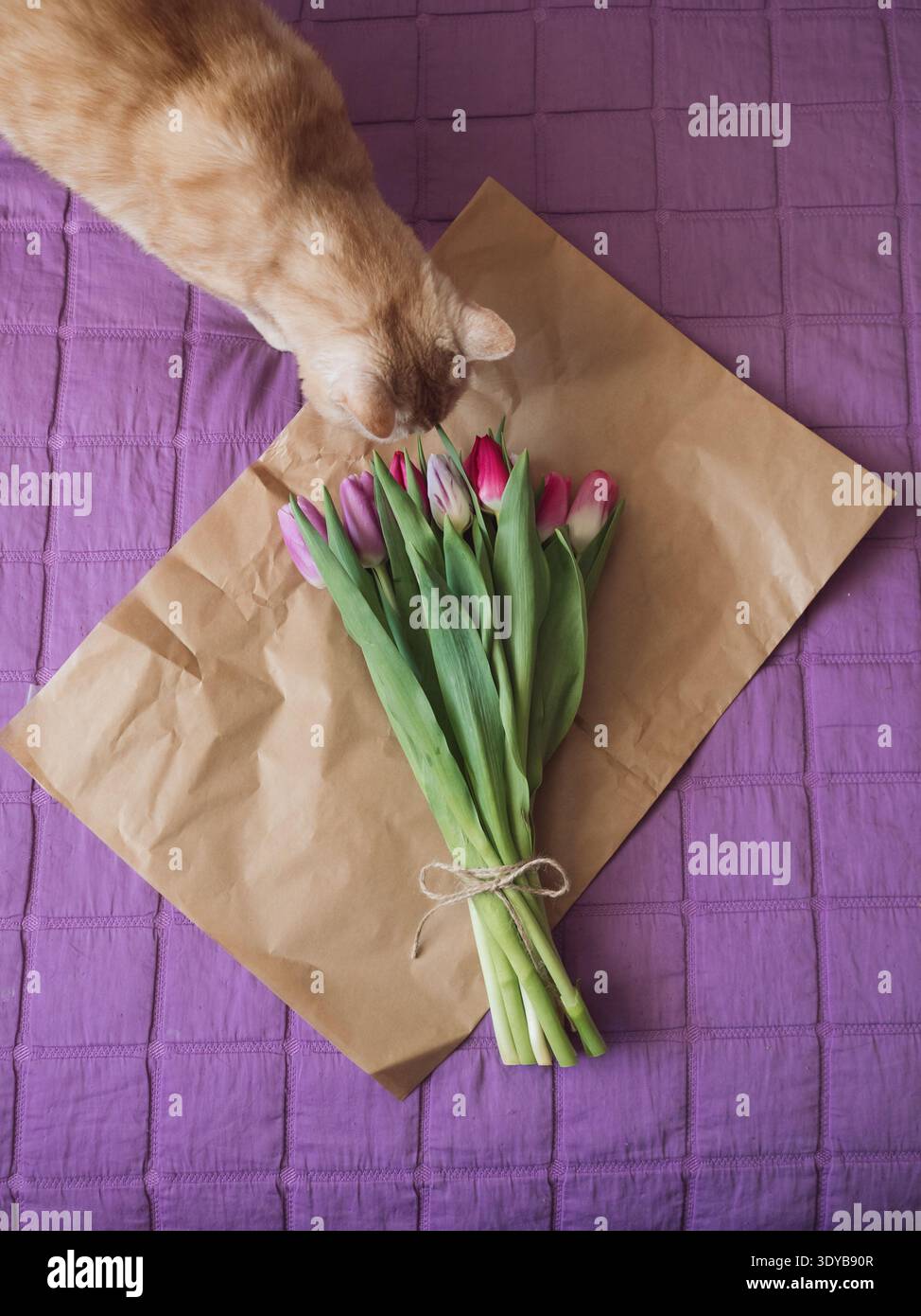 Beige Tabby Katze schnüffelnd Lila Tulpenstrauß auf braunem Papier auf Bett mit lila Decke, vertikale flache Lage Stockfoto