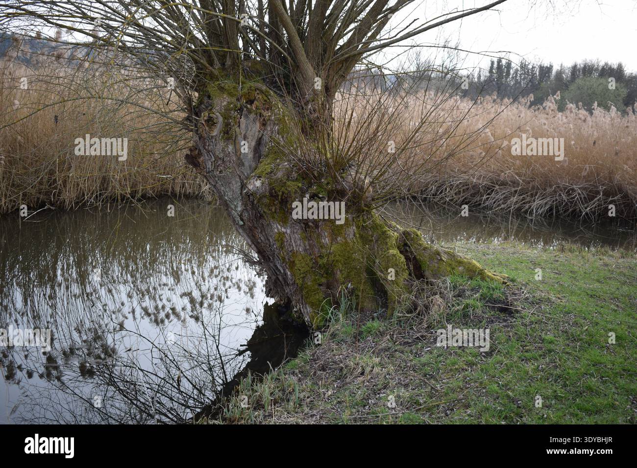 Ein alter Baum stabilisiert ein Seeufer Stockfoto