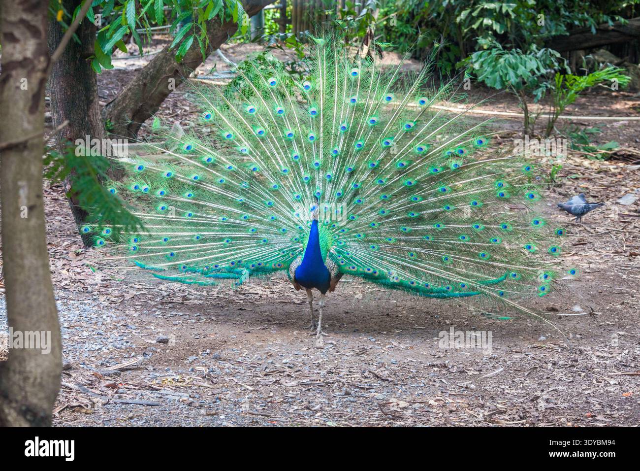 Männliche indische Pfauze, die auf unbefestigtem Boden stehen, mit voll aufgefächerten Schwanzfedern im tropischen Garten, mit leuchtendem blau-grünem Gefieder. Stockfoto