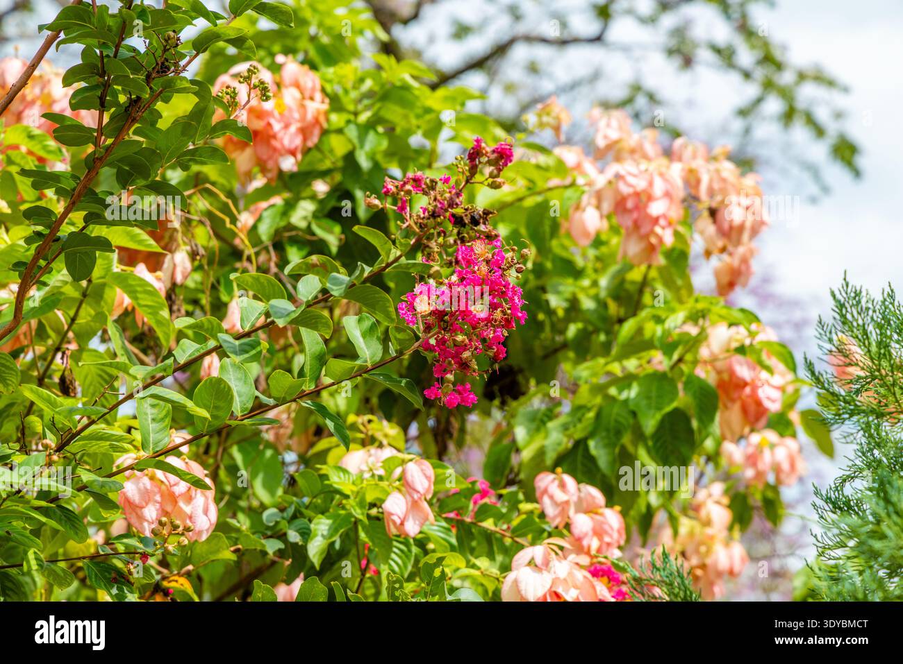 Rosafarbene kreppmyrtenblüten und pfirsichfarbene Mussaenda-Brakts wachsen auf üppig grünen Ästen im Garten, tropische botanische Flora für Landschaftsgestaltung. Stockfoto