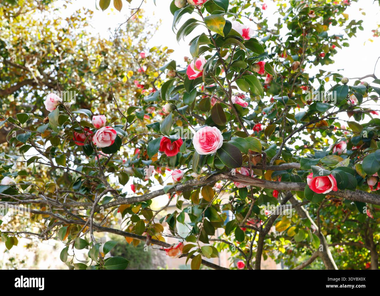 Wunderschöner blühender Kamelia japonica Baum in einem Frühlingsgarten mit atemberaubenden rosa und weißen Blumen mit purpurroten Streifen. Dies Stockfoto
