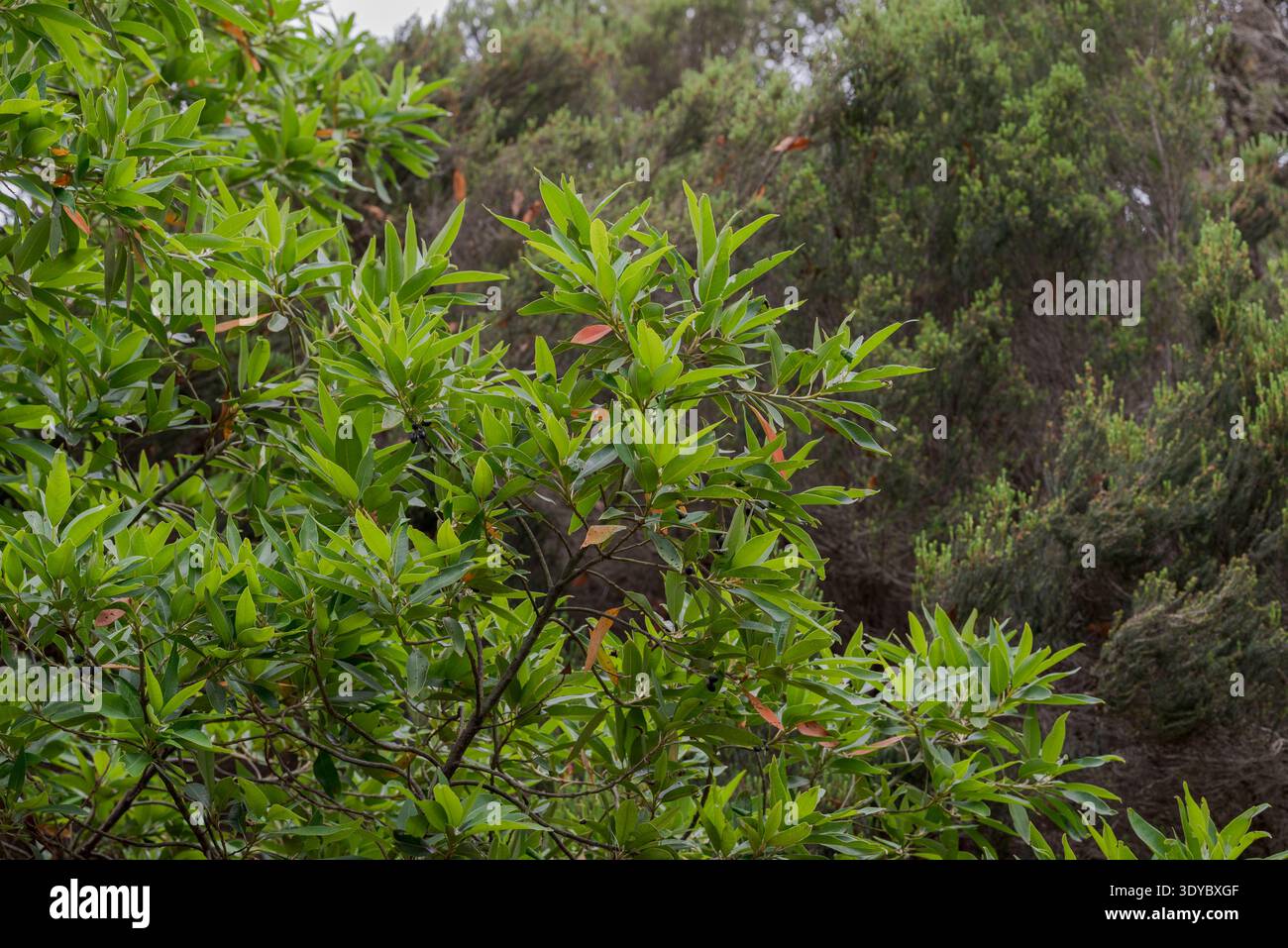 Grünes Laub von Persea indica, einem makaronesischen Lorbeerbaum, der in den feuchten Lorbeerwäldern der Kanarischen Inseln beheimatet ist, mit glänzenden lanzettartigen Blättern aga Stockfoto