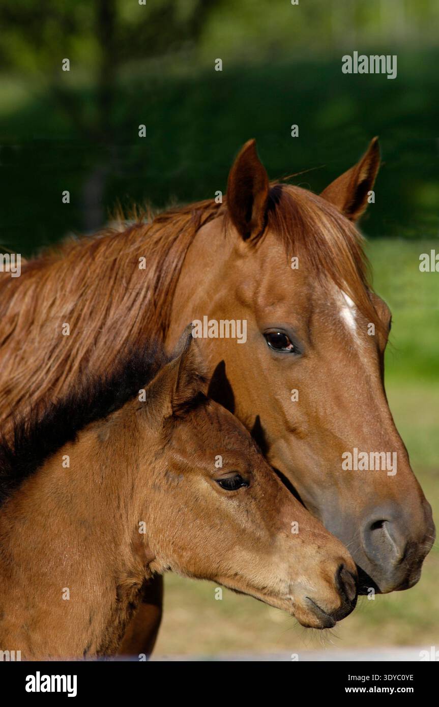 Quarterhorse, Stute und Fohlen, sueßes Bild, muetterlich, auf der Koppel Stockfoto
