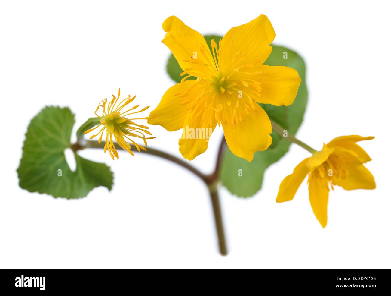 Caltha palustris Marsh Ringelblume April Stockfoto