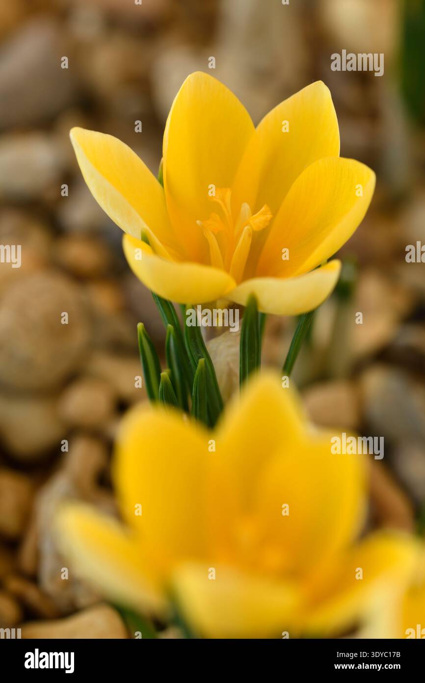 Crocus 'Romance' Syn Crocus chrysanthus 'Romance' March Stockfoto