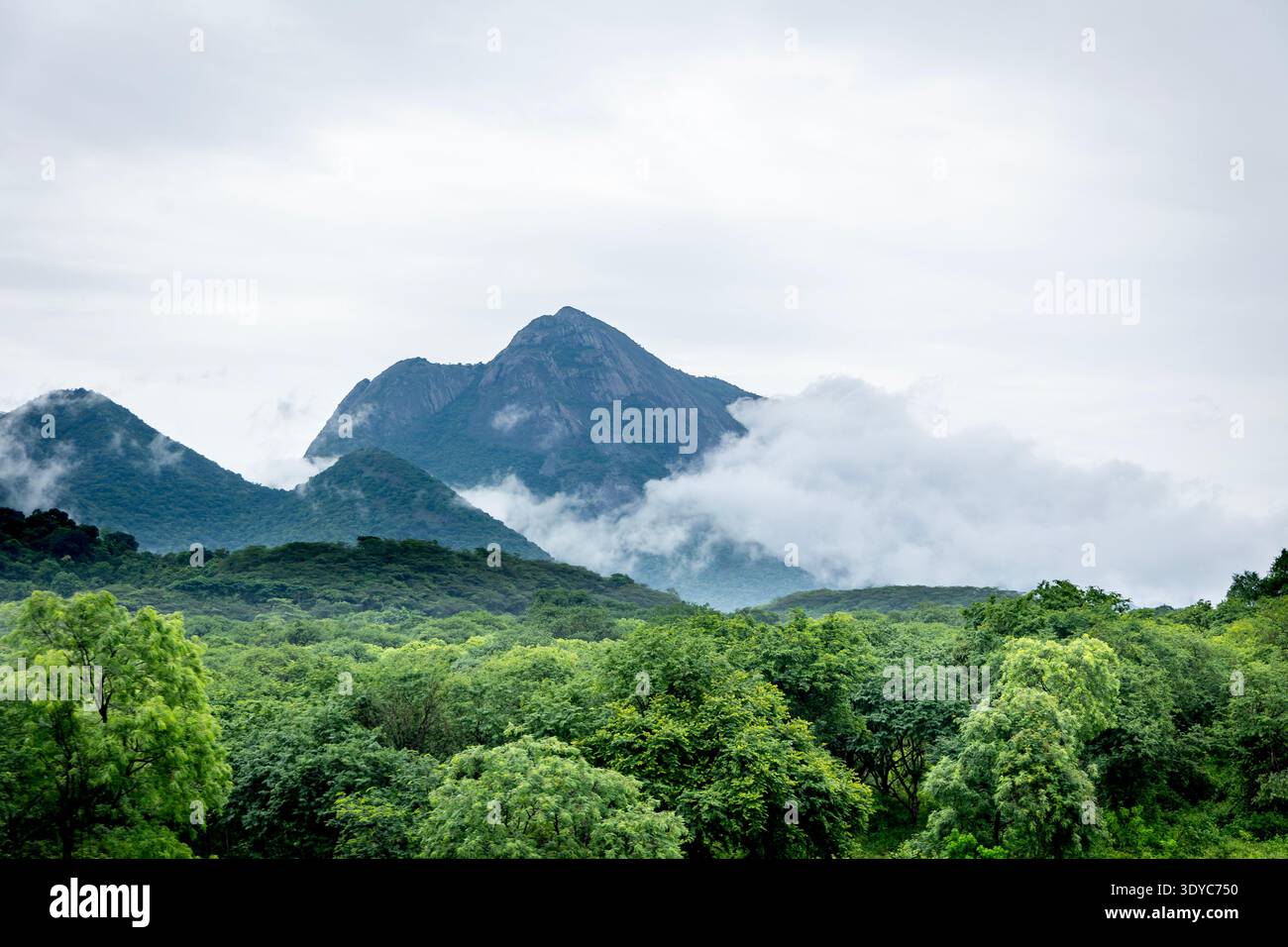 Grünzeug aus dem gotteigenen Land Kerala. Stockfoto