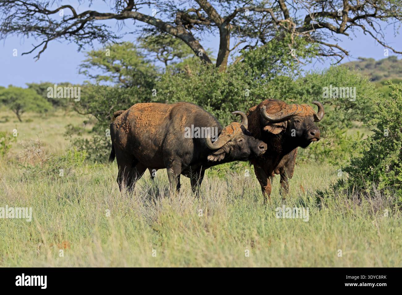 Cape Buffalo (Syncerus Caffer), Erwachsene, soziales Verhalten, zwei Büffel, Mokala Nationalpark, Nordkap, Südafrika Stockfoto