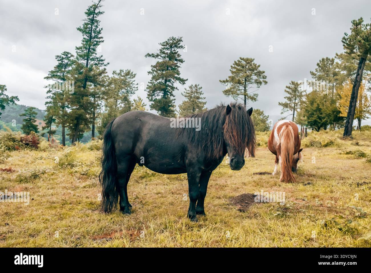 Zwei wilde Pottok-Pferde, eine einheimische baskische Rasse, in ländlicher Landschaft Stockfoto