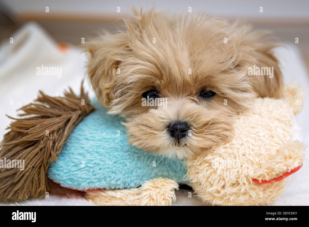 Niedliches Maltipoo-Hündchen, das auf Stoffspielzeug ruht und direkt in die Kamera blickt Stockfoto