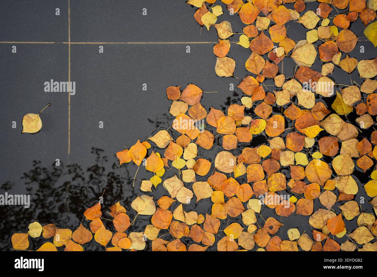 Ein strukturiertes Layout aus gefallenen goldenen Herbstblättern, die auf einer dunklen, geometrisch gekachelten Oberfläche ruhen. Das Bild vermittelt saisonale Ästhetik, minimalistische Komposition Stockfoto
