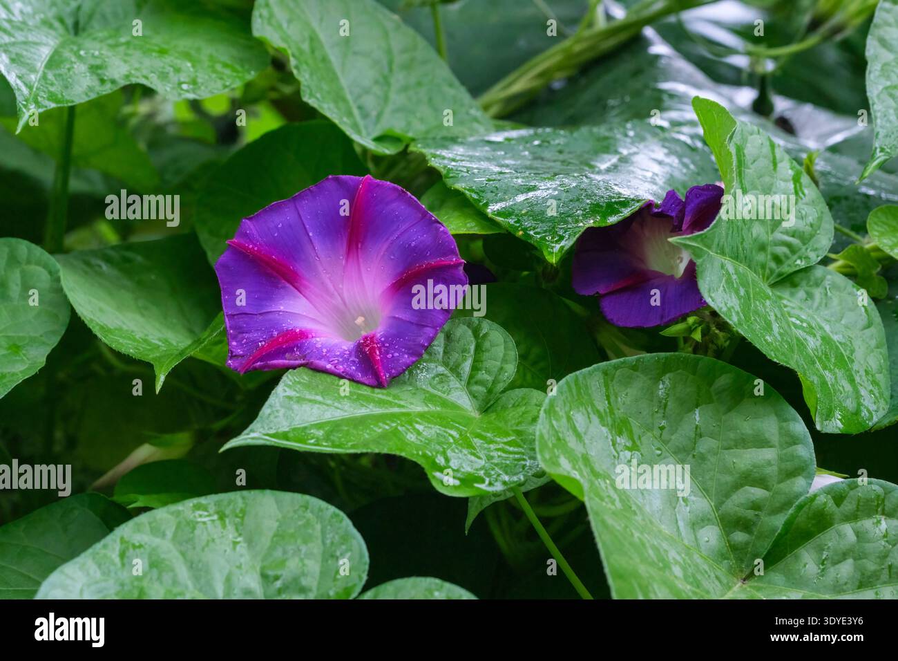 Ipomoea purpurea Opa Otts, Morning Glory Opa Otts, trichterförmige, violettblaue Blüten mit rötlich rosa „Sternen“ Stockfoto