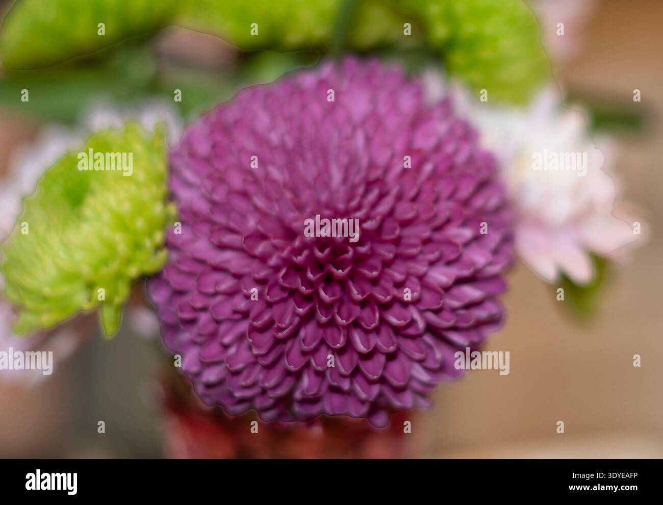 Eine Nahaufnahme eines Chrysanthemums Stockfoto