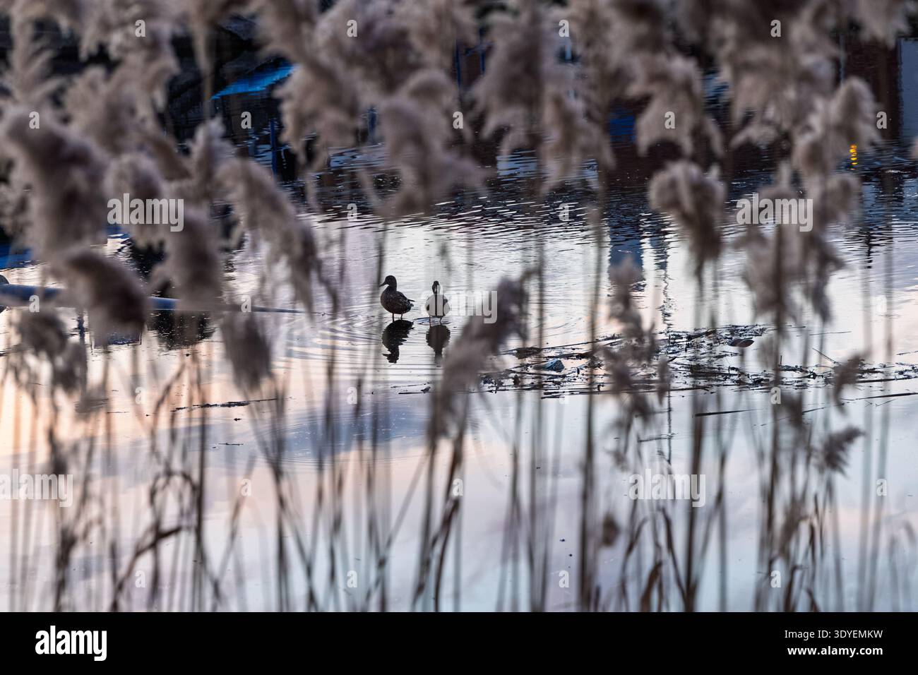 Zwei Enten stehen auf stillem Sumpfwasser, umrahmt von hohem Schilf und sanftem Abendlicht. Sanfte Reflexionen, gedämpfte Farben und friedliche Feuchtatmosphäre Stockfoto