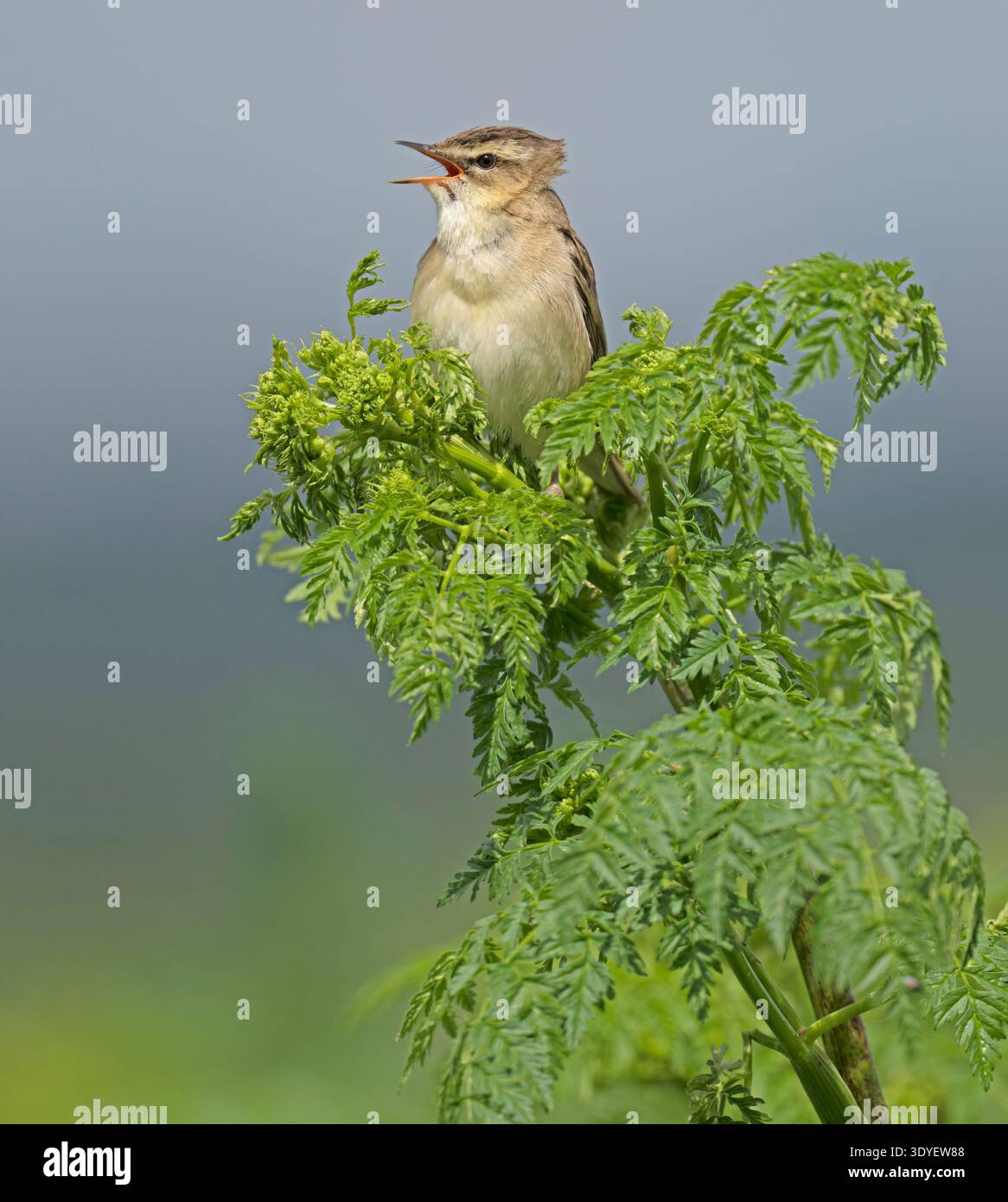 Seggenkraut singt Elmley Nature Reserve Kent Stockfoto