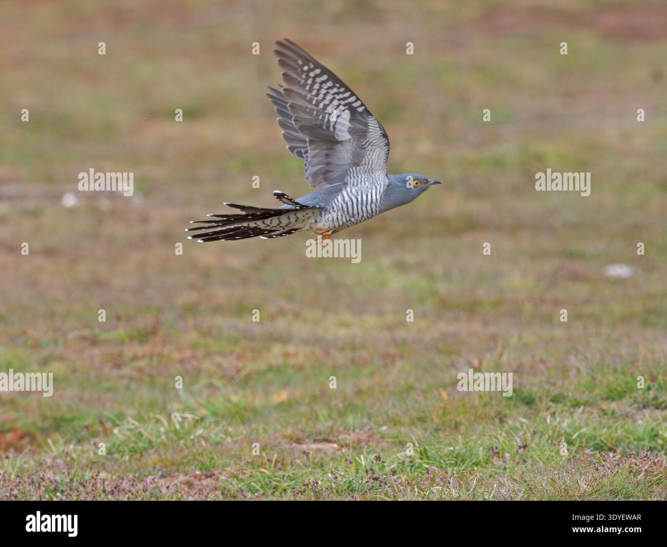 Kuckuckfliegende Thursley Common Surrey Stockfoto