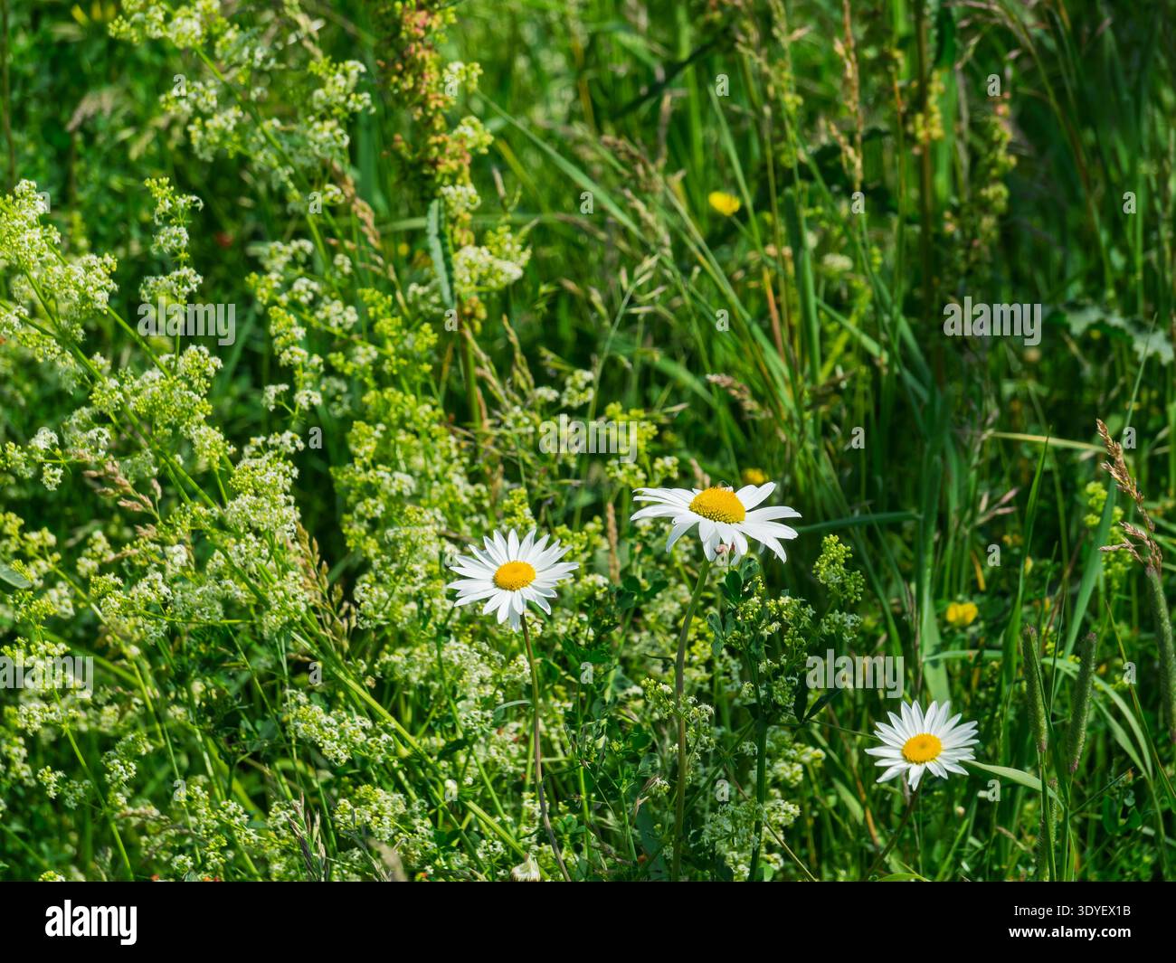 Gänseblümchen wachsen auf einem Feld Stockfoto