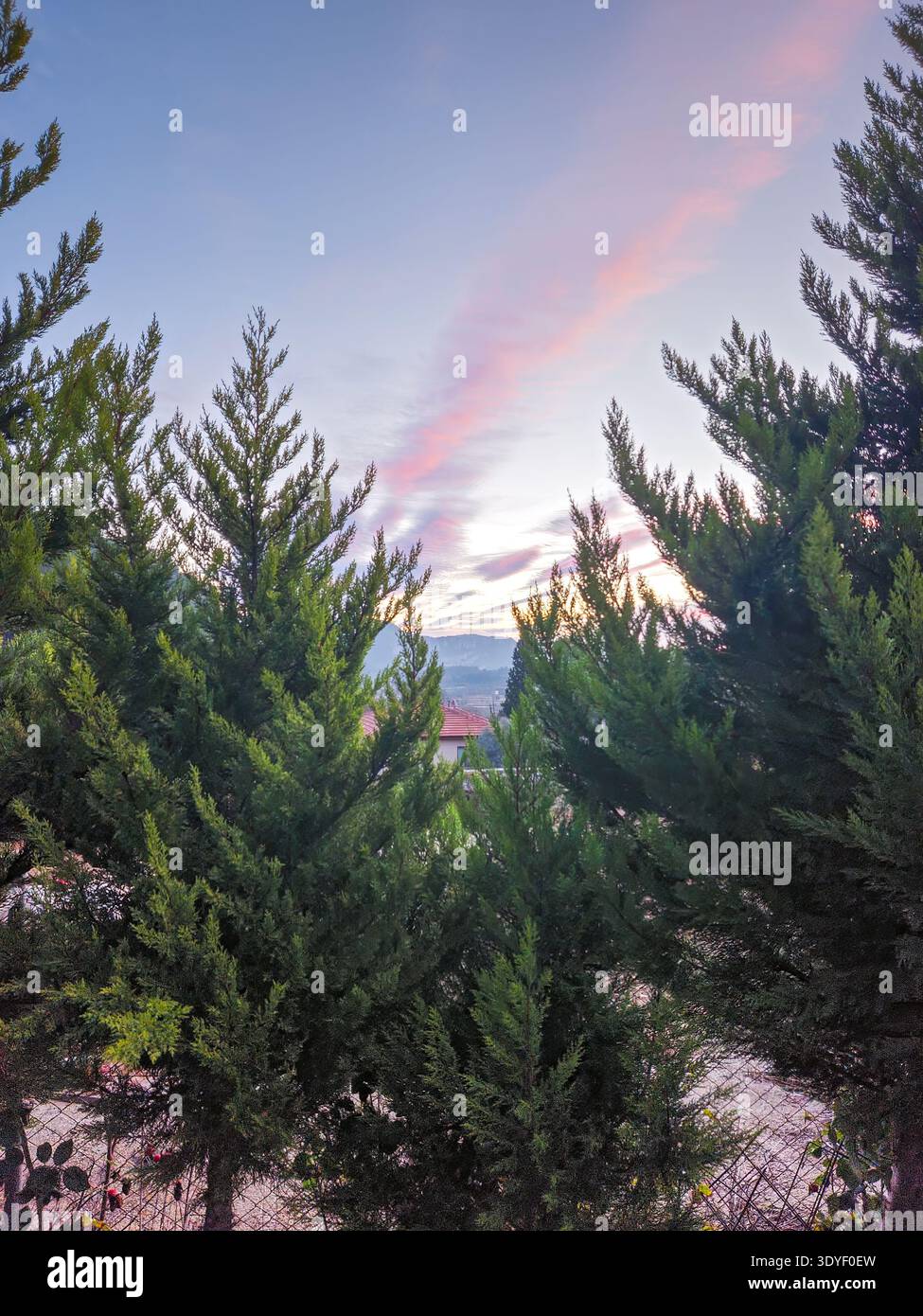 Leuchtendes Farbfoto von Tannenzweigen, die einen wunderschönen Sonnenaufgang mit rosa Wolken im Hintergrund umrahmen. Stockfoto