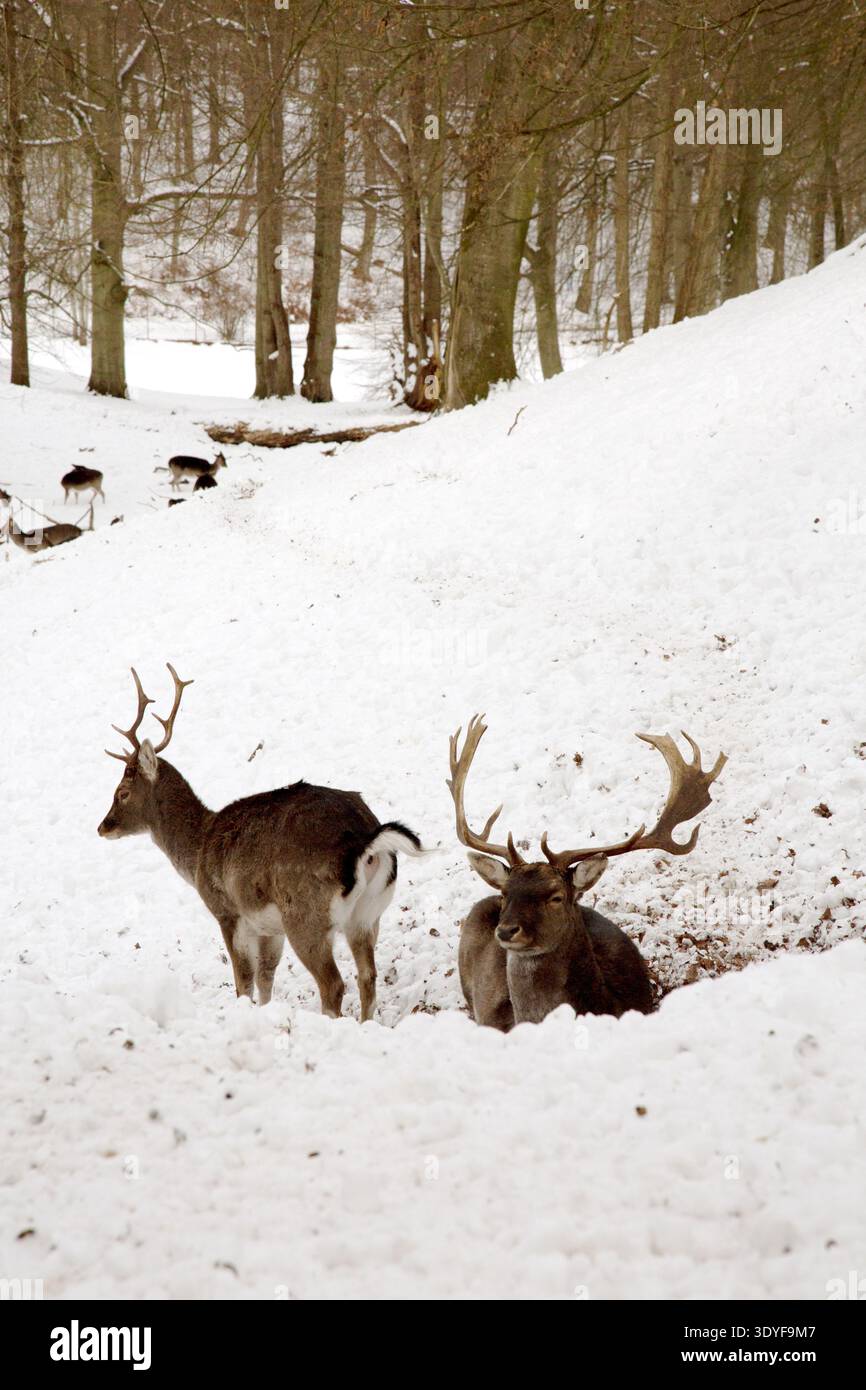 Im südlichsten Teil des Marselisborg-Parks in Aarhus, Dänemark, leben zwei männliche Hirsche. Sie liegen auf dem tiefen Schnee und sehen indiffert aus. Stockfoto