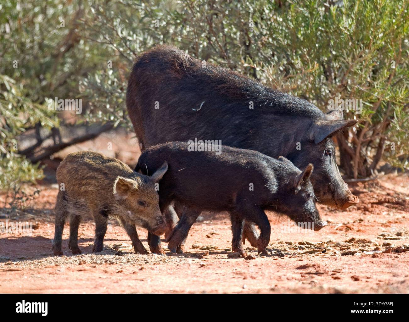 Wilde Wildschweine im Outback Queensland, Australien. Stockfoto