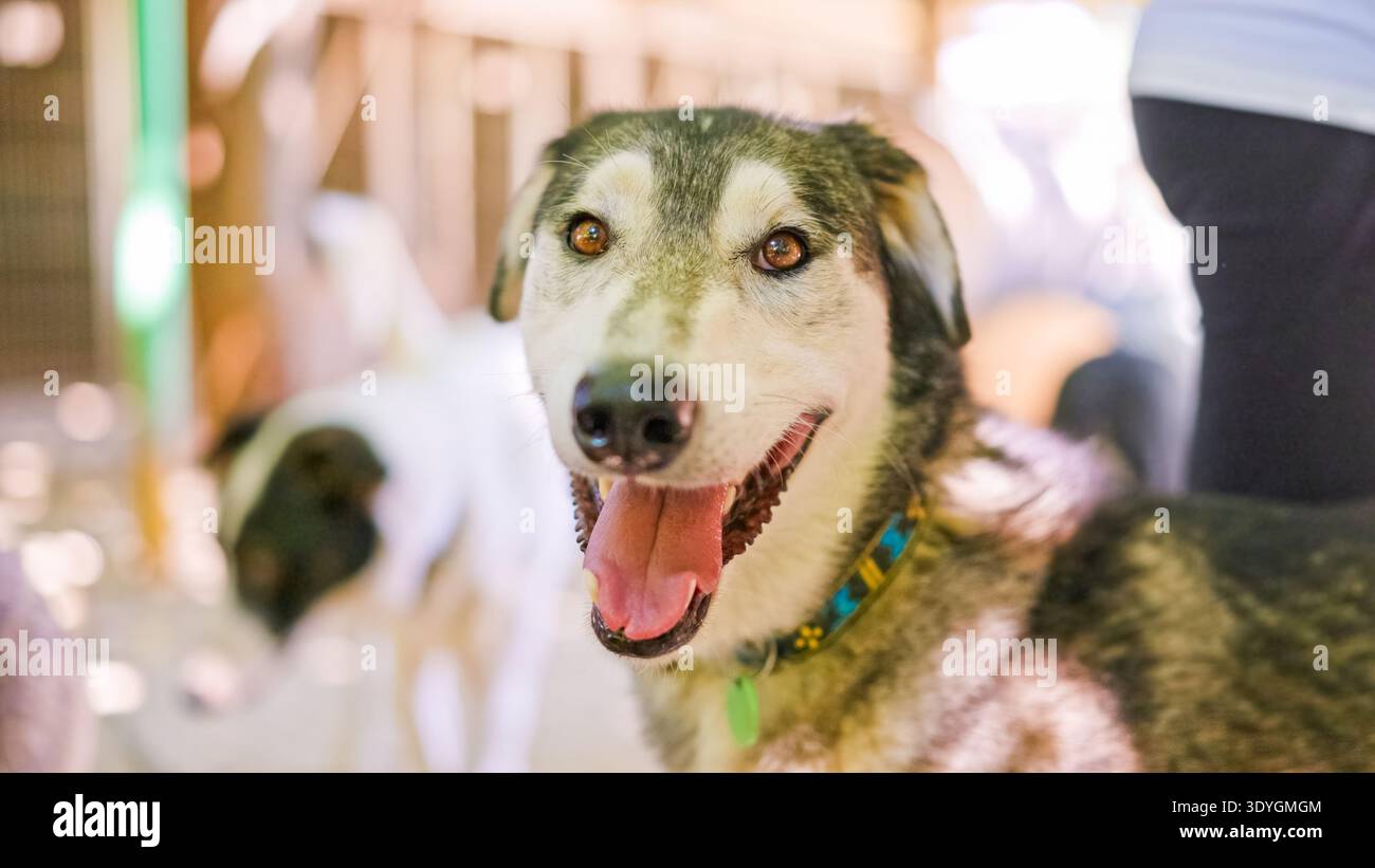 Glücklicher alaska Husky Hund lächelt und genießt menschliche Gesellschaft im Freien Stockfoto