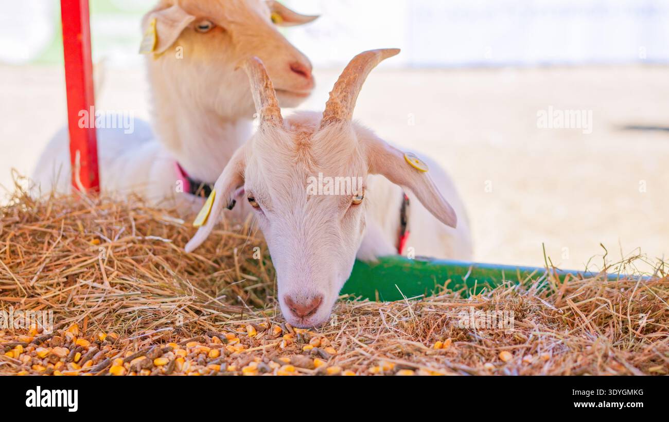 Weiße Ziegen essen Heu und füttern auf der Bauernfarm Stockfoto