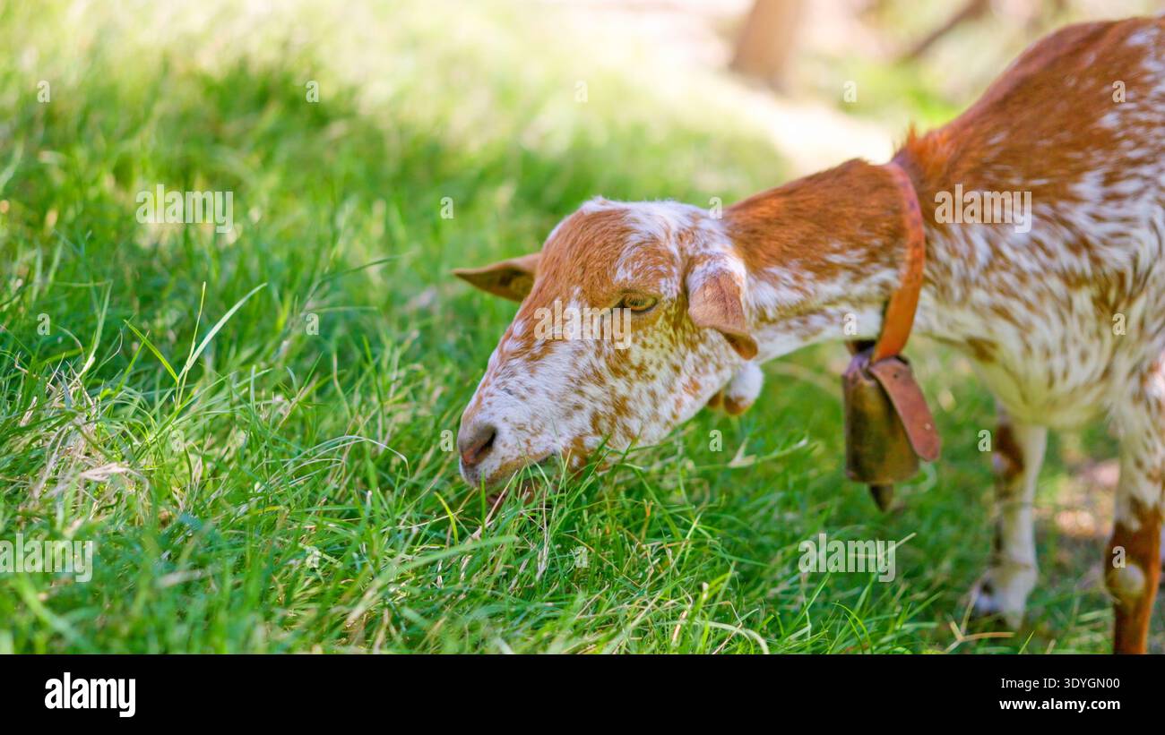Braune und weiße Ziege, die frisches grünes Gras weidet Stockfoto