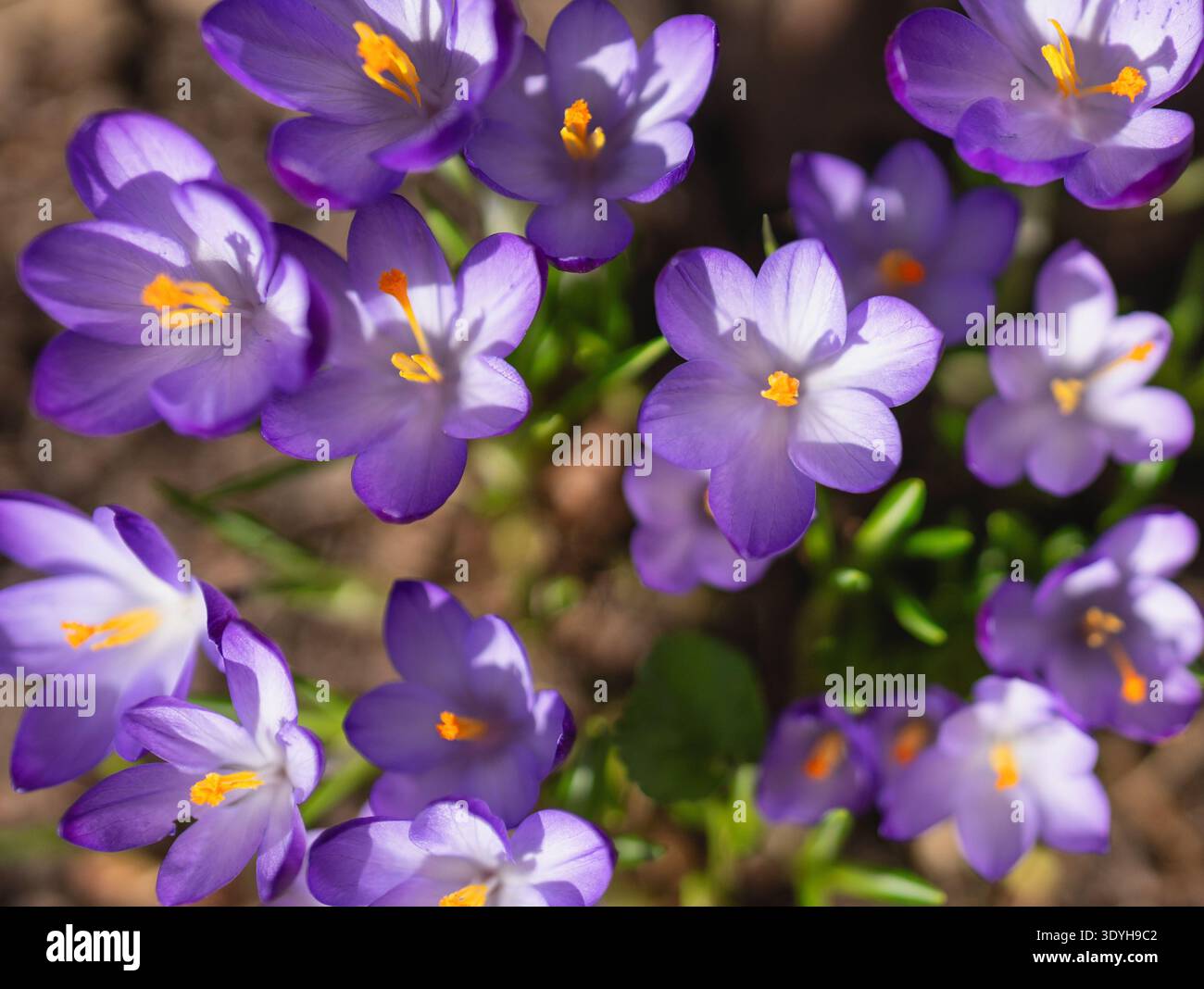 Lila Krokusse mit orangefarbenen Staubblättern, Draufsicht Stockfoto