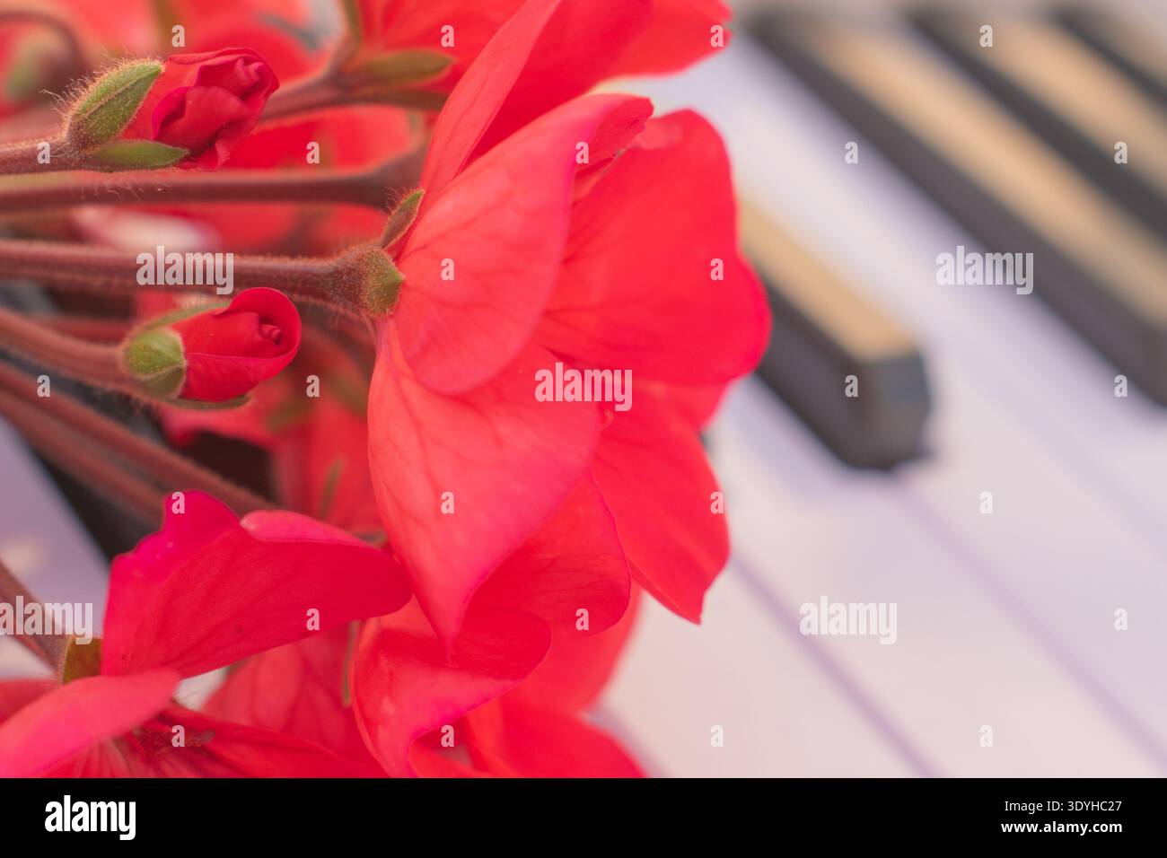 Kreatives künstlerisches Konzept mit blühenden roten Blumen auf Klaviertastatur, Seitenansicht mit verschwommenem Hintergrund, musikalischer Bildung und Frühlingsinspirierung Stockfoto