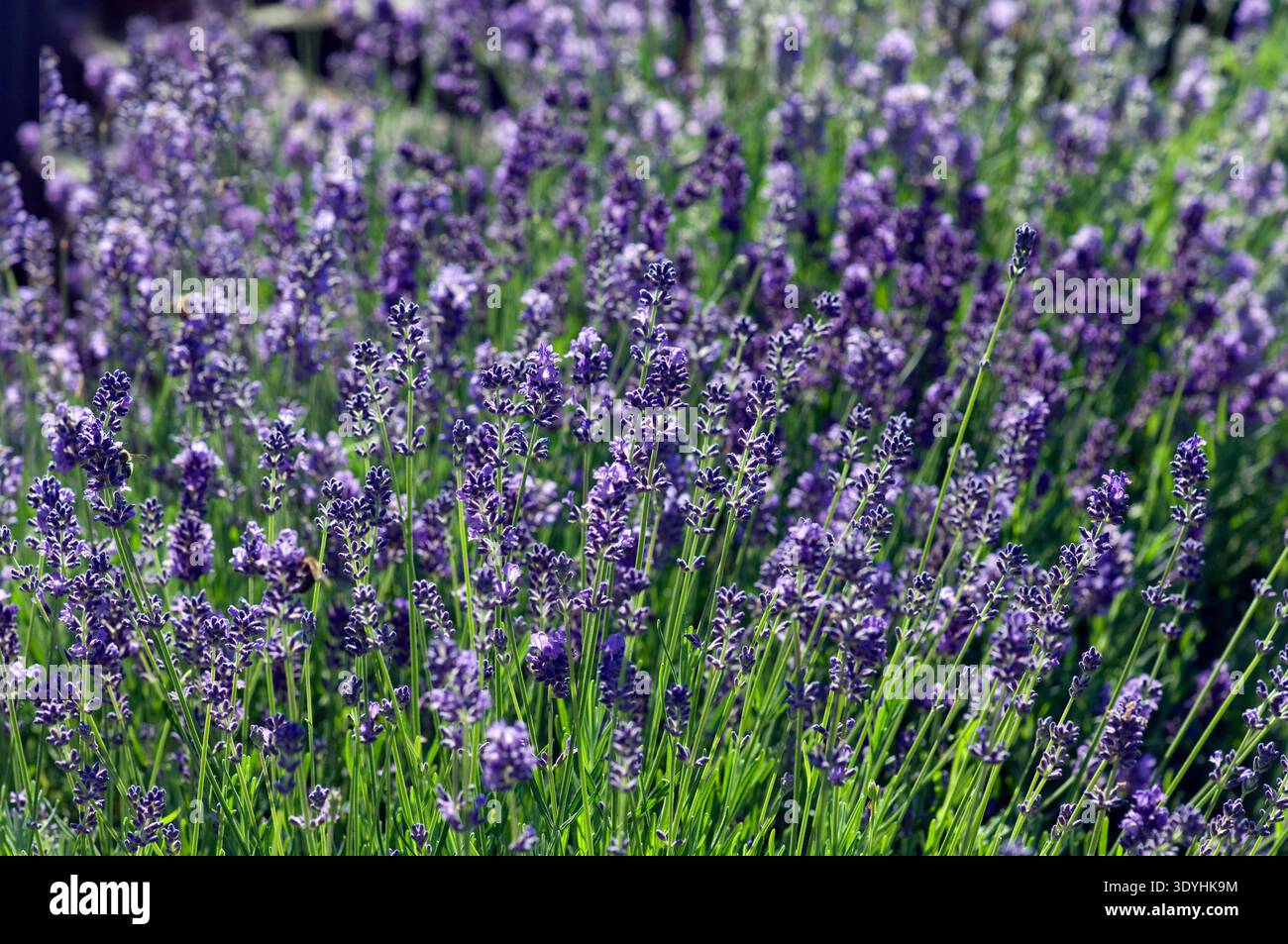 Lavendel; Lavendula; Angustifolia; Stockfoto