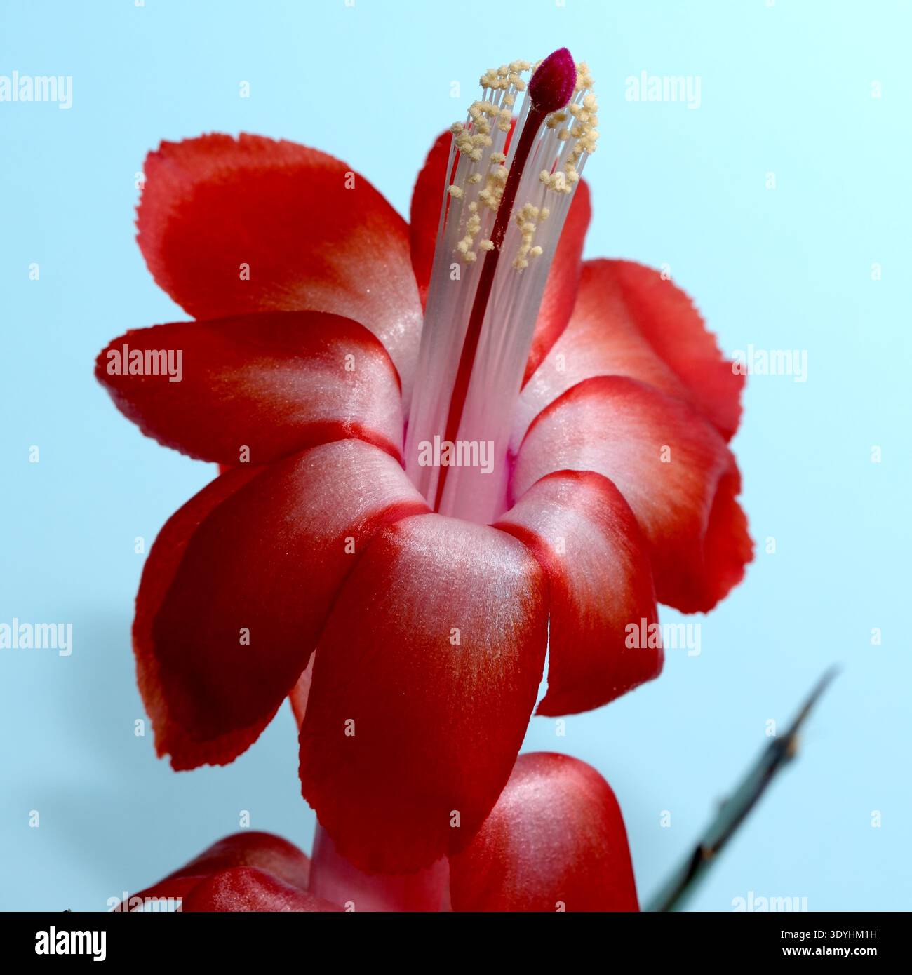 Eine atemberaubende rote Kaktusblüte präsentiert ihre zarten Blüten vor einem sanften blauen Hintergrund. Epiphytischer Waldkaktus aus dem brasilianischen Regenwald (Schlum Stockfoto