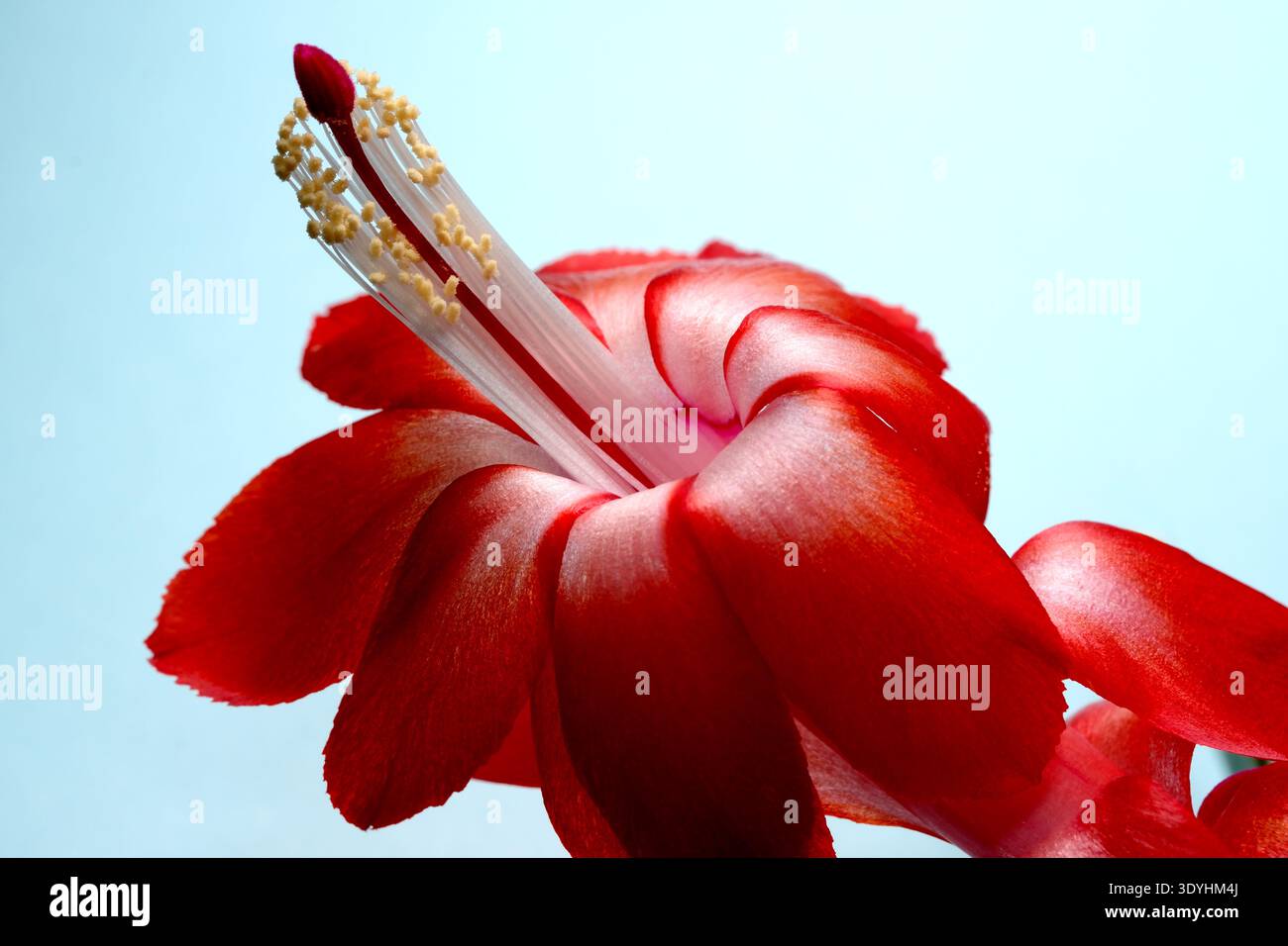 Eine leuchtend rote Blume zeigt zarte Blütenblätter und auffällige Details in hellem Licht. Epiphytischer Waldkaktus aus dem brasilianischen Regenwald (Schlumberg Stockfoto