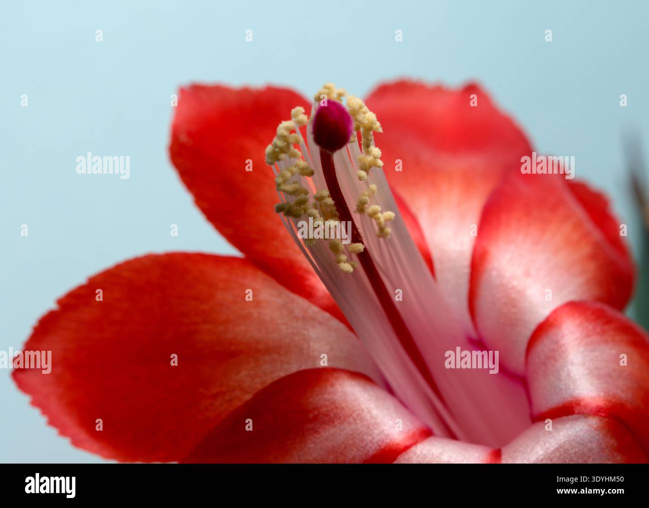 Eine leuchtend rote Kaktusblüte zeigt helle Blütenblätter und zarte Staubblätter, die alle verzaubern. Epiphytischer Waldkaktus aus dem brasilianischen Regenwald (Schlumbe Stockfoto