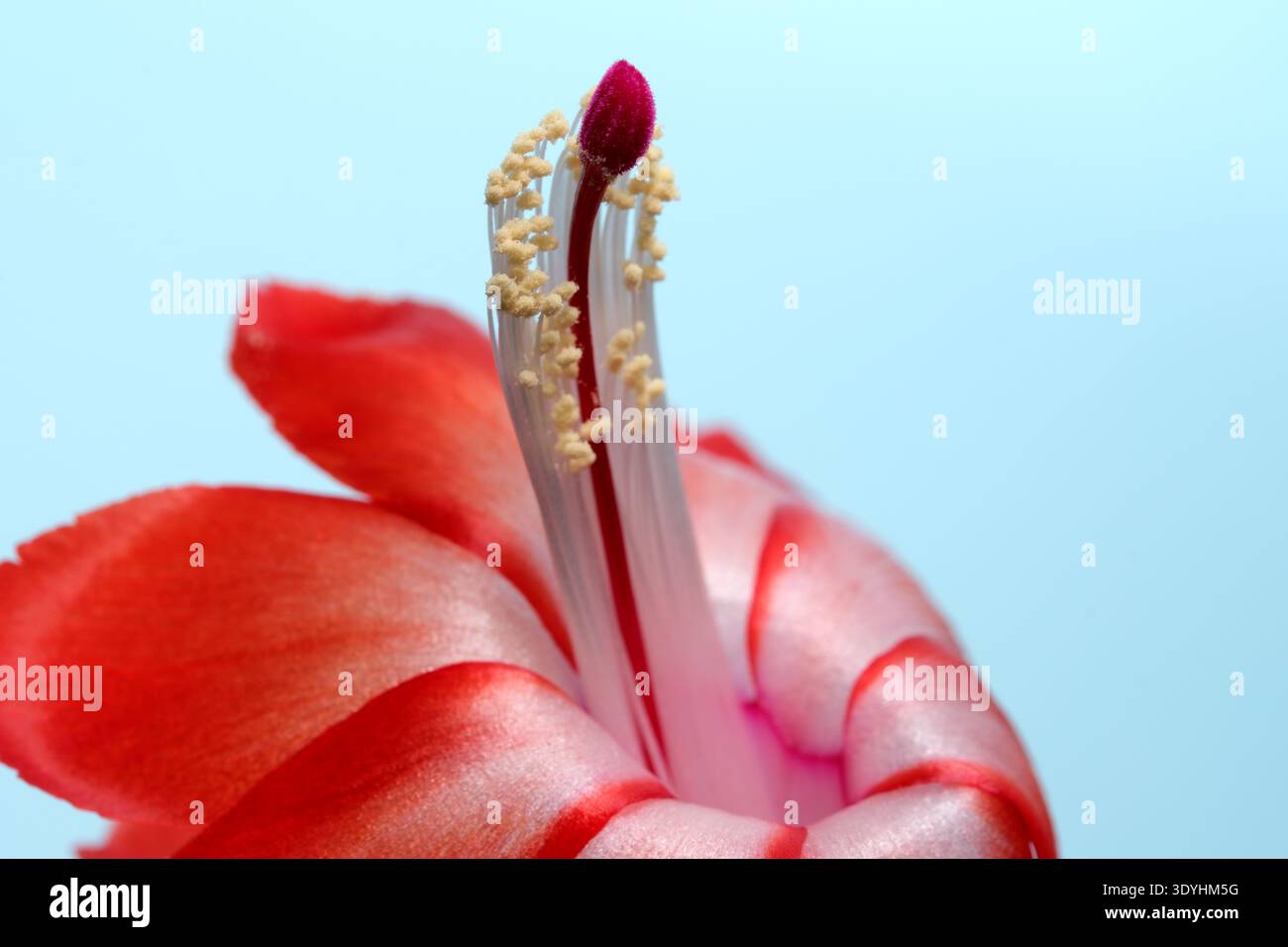 Lebendige Blütenblätter öffnen sich und zeigen komplizierte Stamen und Pollen unter weichem Licht. Epiphytischer Waldkaktus aus dem brasilianischen Regenwald (Schlumbergera truncat Stockfoto