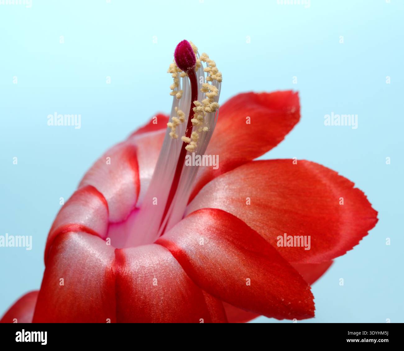 Leuchtend rote Blütenblätter öffnen sich, um ein markantes Zentrum zu enthüllen, das die Schönheit der Natur bei Sonnenaufgang einfängt. Epiphytischer Waldkaktus aus dem brasilianischen Regenwald (Schlumbe Stockfoto