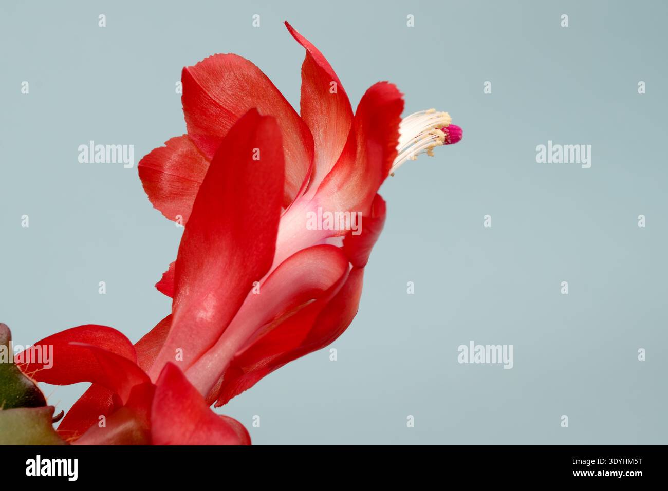 Eine atemberaubende rote Blume blüht anmutig vor einem sanften blauen Hintergrund und strahlt Schönheit aus. Epiphytischer Waldkaktus aus dem brasilianischen Regenwald (Schlumb Stockfoto