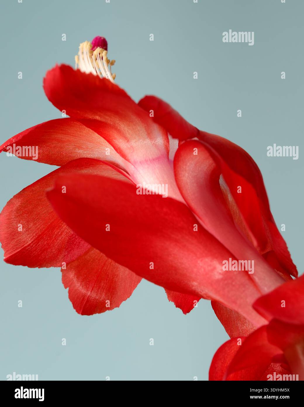 Leuchtend rote Kaktusblüten öffnen sich anmutig und zeigen die Schönheit der Natur im Frühling. Epiphytischer Waldkaktus aus dem brasilianischen Regenwald (Schlumbergera t Stockfoto