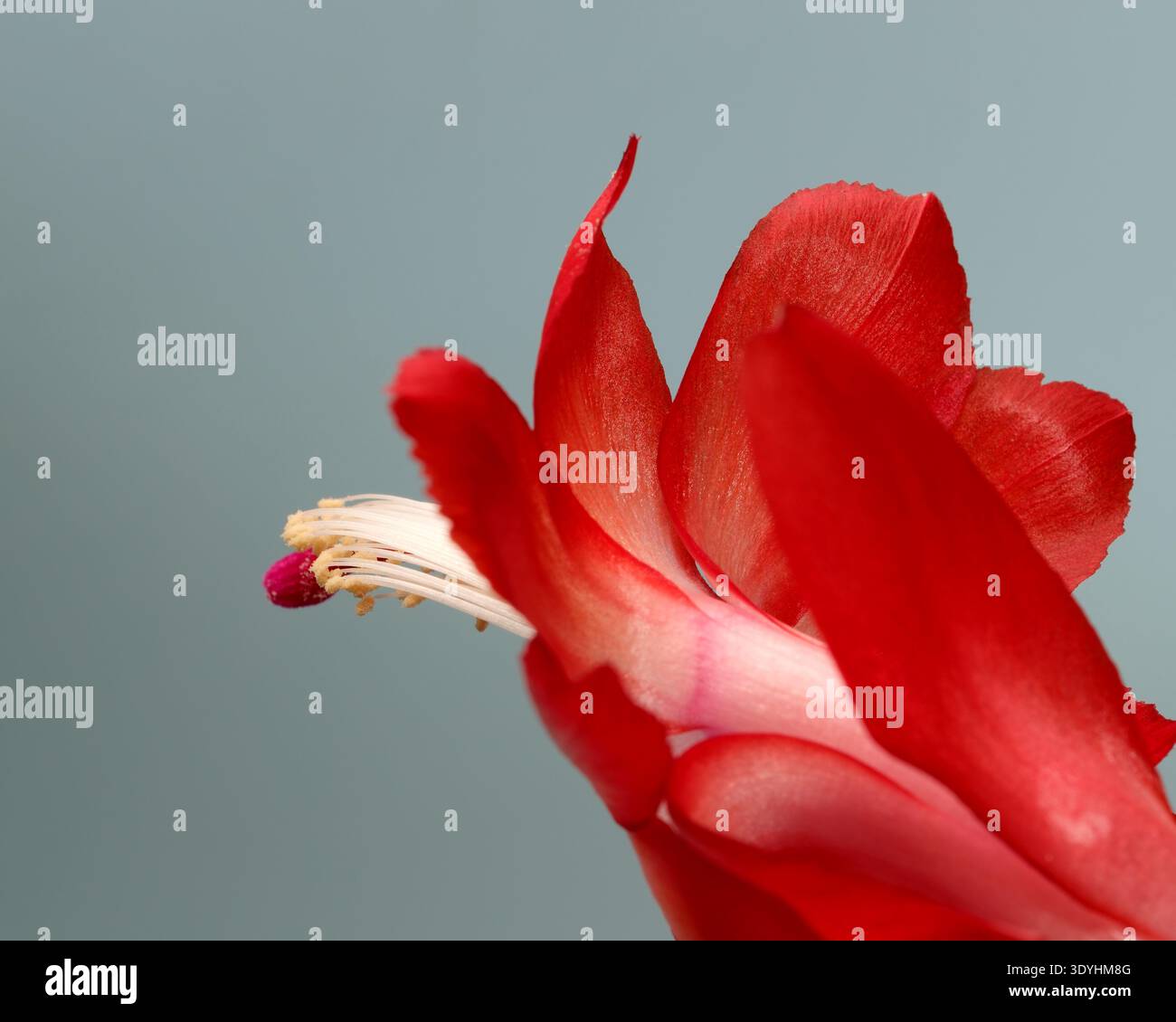 Leuchtend rote Blütenblätter entfalten sich anmutig vor einem weichen, gedämpften Hintergrund. Epiphytischer Waldkaktus aus dem brasilianischen Regenwald (Schlumbergera truncata) Stockfoto